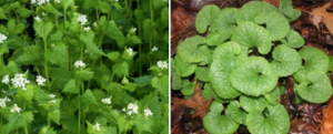 Garlic mustard weed.