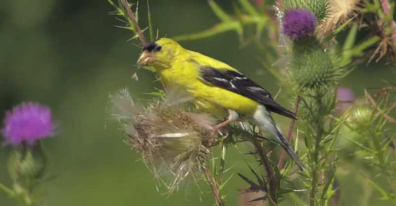 link to bird video