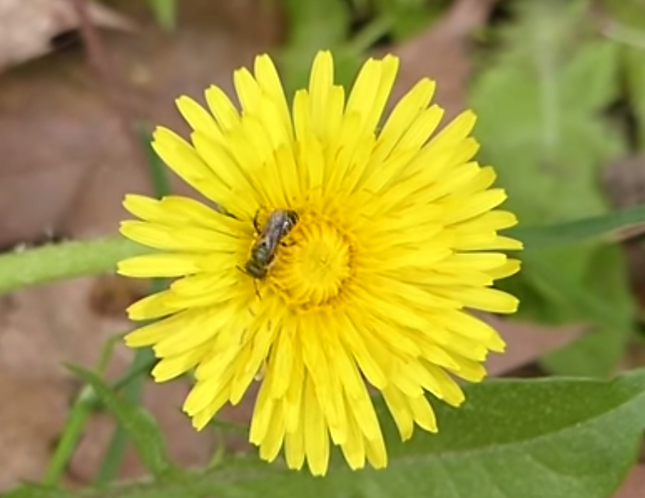 dandelion2