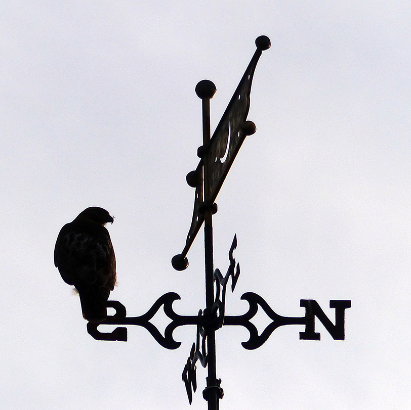 A hawk was seen keeping watch atop the wind vane of the First Parish Church.