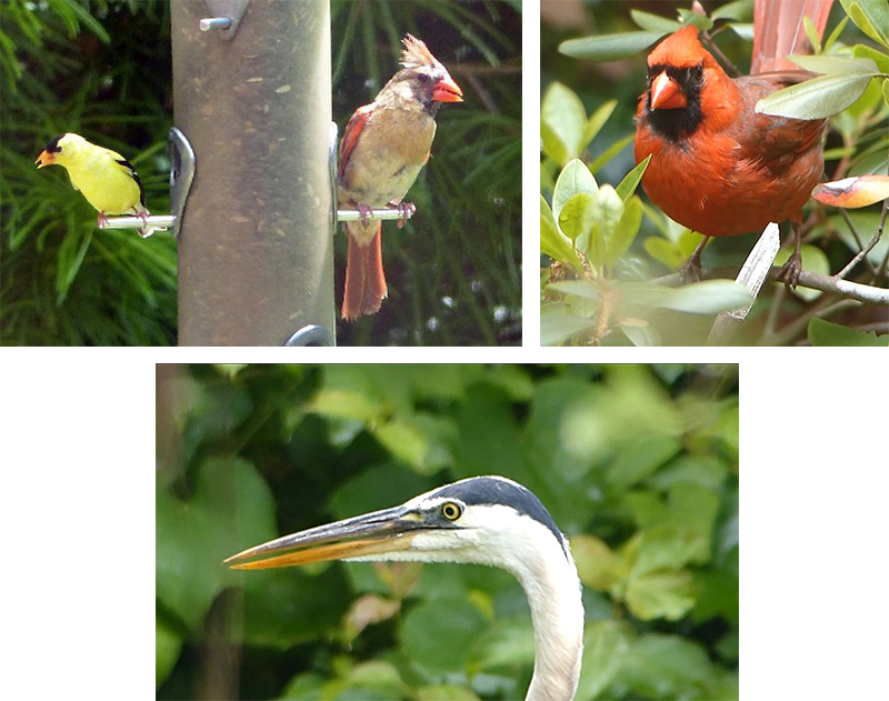 A suspicious-looking finch and female cardinal pair, a male cardinal (are they hiding from him)? and a great blue heron were photographed in recent weeks by Harold McAleer.