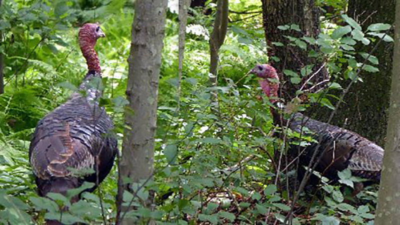 Harold McAleer spotted these turkeys in the woods off Winter Street recently.