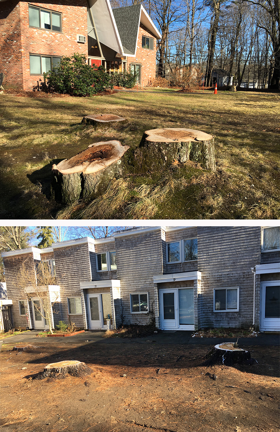 Trees were recently cut down on Greenridge Lane (top) and at Lincoln Woods. Photos: Alice Waugh